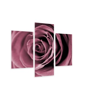 Multi-canvas 3x Rose closeup